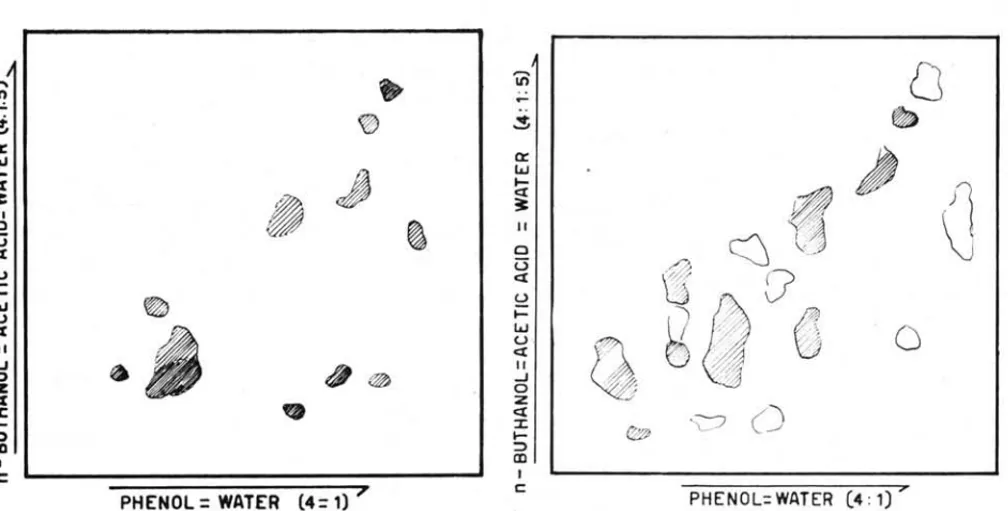 Fig.  5  - Two  dimension  paper  chromatogram  of  shrimp  muscle  after  4S ·hours  s torage  time  at  ooe  to  - 20e