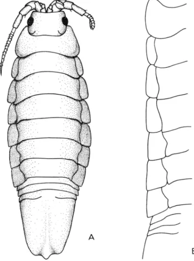 Fig.  Z  - Idotea  baLthiaa  (PalIas).  A.  Dorsal  view  of  adult  male,  18.0  mm  longo  B