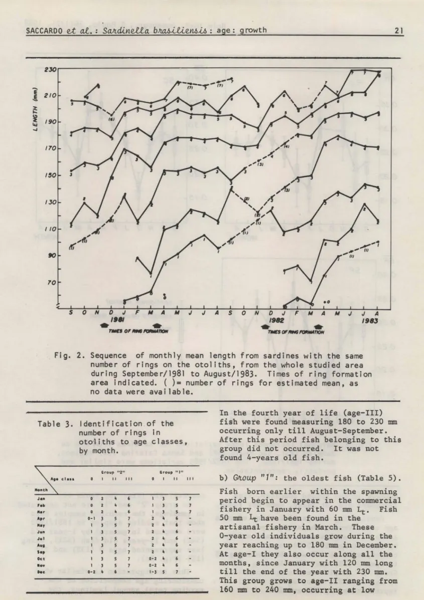Fig.  2.  Sequence  of  monthly  mean  length  from  sardines  with  the  same  number  of  rings  on  the  otoliths,  from  the  whole  studied  area  during  September/1981  to  August/1983