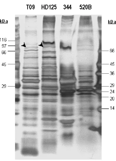 Figure 2. SDS-PAGE (12.5% gel) of total protein extracted from 16-h culture supernatant of four B