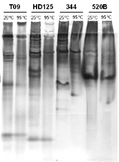 Figure 3. Native-PAGE (12.5% gel) of non-heated (25ºC) and heated (95ºC) samples of total protein extracted from 16-h culture supernatant of four Bacillus thuringiensis strains showing contrasting effects in the mortality of fall armyworm.