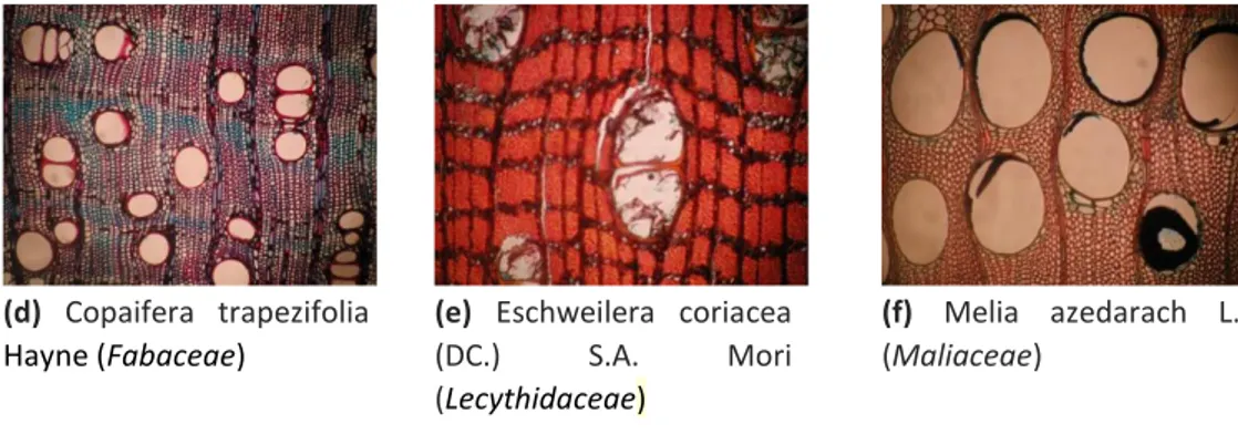 Figura 2 – Amostras de madeira de Araucária angustifolia (Bertol.) Kuntze  (Araucariaceae): (a) microscópica; (b) macroscópica
