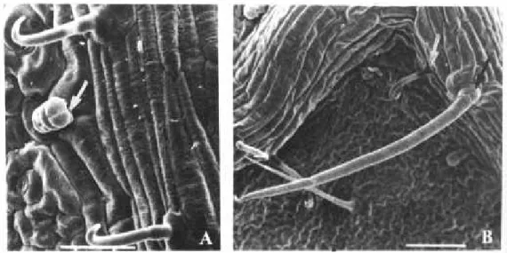 Figure 1. Electron-micrographies of trichomes present on abaxial surface of bean leaves: A) glandular (bar = 50mm); B) black arrow: acicular and white arrow: hooked (bar = 100mm).