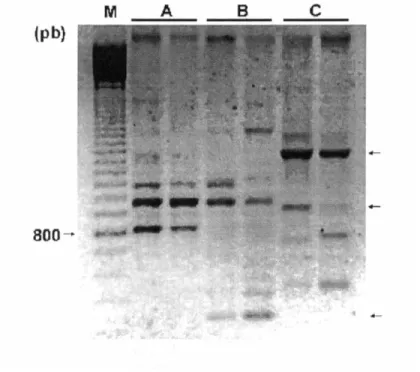 Figure 1. RAPD profiles of B. tabaci. M – Ladder 100 marker; A – Biotype A; B – Biotype B; C – cassava biotype