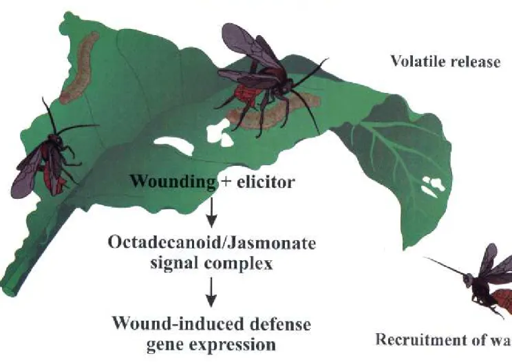 Figure 1. Volatile compounds are released by plants in response to insect feeding trigged by an interaction of elicitors from the oral secretions of insect herbivores with damaged plant tissue