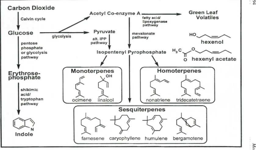 Figure 2.  Metabolic pathways leading to volatile emissions from herbivore damaged plants and exemplary structure of volatile components (Paré &amp; Tumlinson 1999).