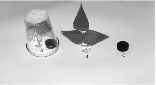 Figura 3. Conjunto utilizado para contenção de adultos de D. speciosa: (A) Gaiola de plástico transparente emborcada sobre placa de Petri, contendo folíolos de feijoeiro e substrato de oviposição no seu interior; (B) vidro com água e folíolos de feijoeiro,