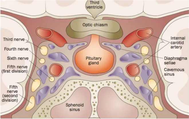 Figure  2.  Normal  anatomy  of  the  sellar  and  parasellar  regions  surrounding  the  pituitary  gland  in  a  coronal view (Di Ieva et al., 2014)