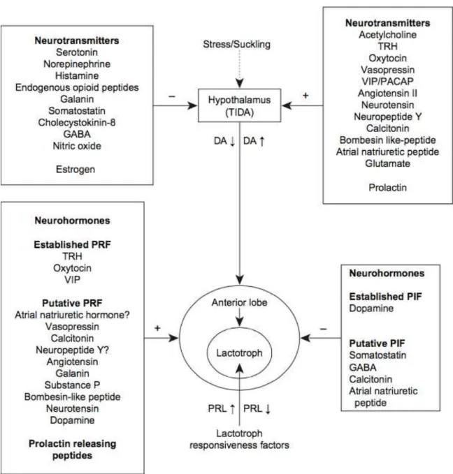 Figure  5.  Overview  of  PRL  regulation.  Tuberoinfundibular  dopaminergic  system  (TIDA)  activity  controlling PRL in response to diverse stimulus