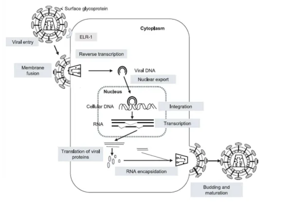 Figura 2 : Representação esquemática do ciclo de replicação do EIAV na célula hospedeira (Adaptado  de Leroux et al., 2004)