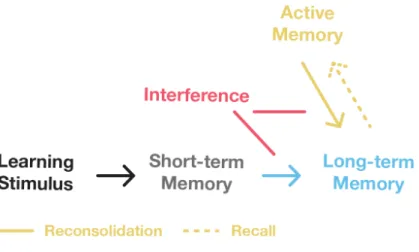 Figure 1: Mechanism of memory formation and maintenance. Learning results in the formation  of STM
