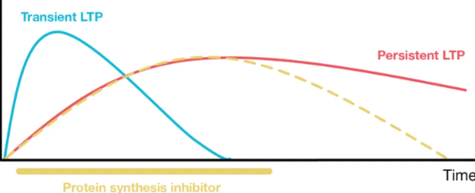 Figure  2:  Schematic  representation  of  transient  forms  of  LTP  and  persistent  forms  of  LTP