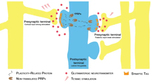 Figure 4: Potential mechanism for cortical-to-thalamic cooperation.  Strong tetanic stimulation  of  the  cortical  input  (glutamatergic  neurons)  induces  a  maintained  form  of  LTP  and  results  in  the  upregulation  of  PRPs  at  the  postsynaptic