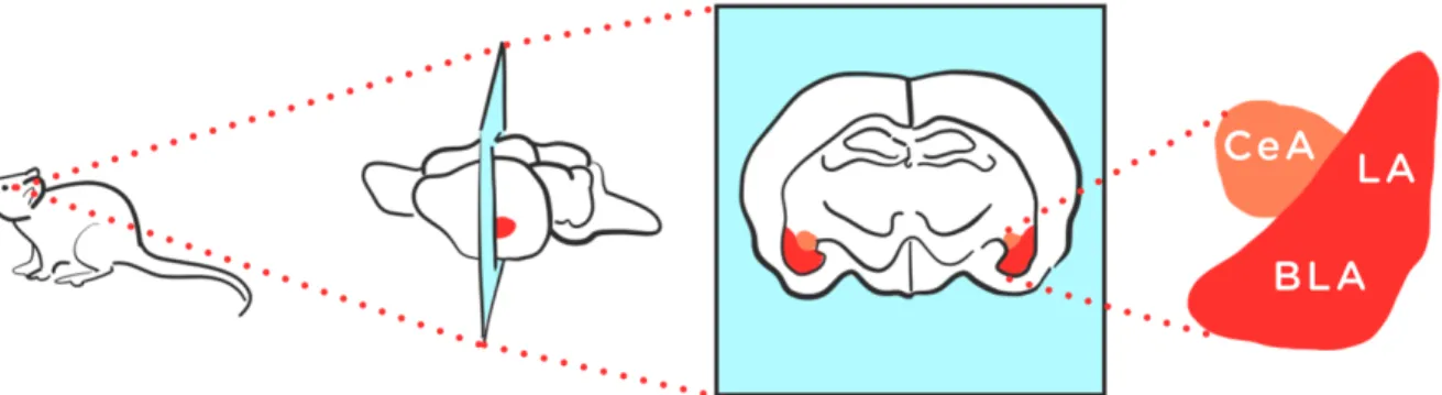 Figure 5: An enlarged image of amygdala nuclear groups. The basolateral complex (LA and BLA)  and central nucleus (CeA) are shown next to a coronal section from the brain of a rat