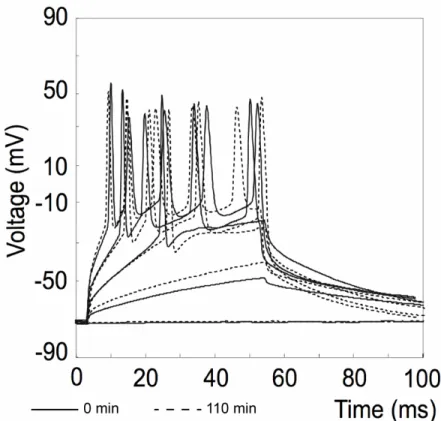 Figure 6: Voltage responses of a LA pyramidal neuron cell in response to steps of depolarizing  current injections