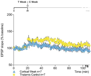 Figure 8: Co-activation of cortical and thalamic  inputs does not result into persistent forms of  LTP