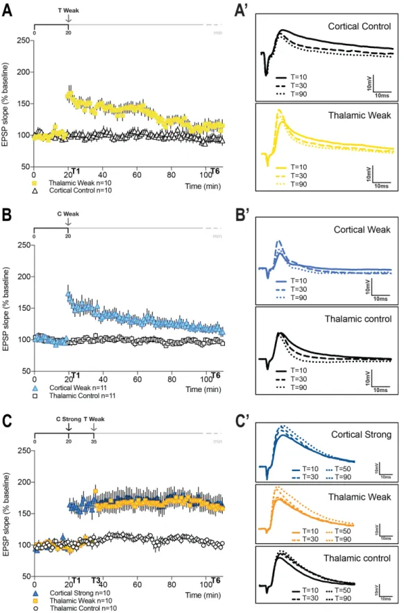 Figure 9: Cooperation between thalamic and cortical inputs to the lateral amygdala. (A) Weak  tetanic stimulation (T Weak) leads to the induction of a transient LTP in the thalamic projection ( )  (LTP  T6  Thalamic  Weak  114.0  ±  8.50%  n=10)