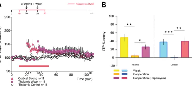 Figure  10:  Cooperation  is  protein  synthesis  dependent.  (A)  Rapamycin  application  (1  µM)  blocked synaptic cooperation between cortical and thalamic projections (LTP T6 Cortical Rapamycin  107.3  ±  5.88%  n=11;  Thalamic  Rapamycin  112.8  ±  8.