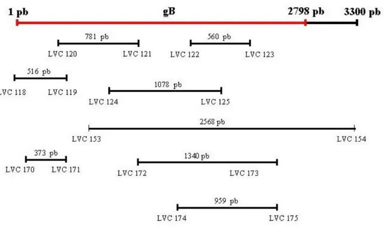 FIGURA  3:  Desenho  esquemático  do  posicionamento  dos  OI  na  seqüência  do  gene  que  codifica  para  gB  da  amostra  Cooper  (http://www.ncbi.nlm.nih.gov - número de acesso: NC_001847)