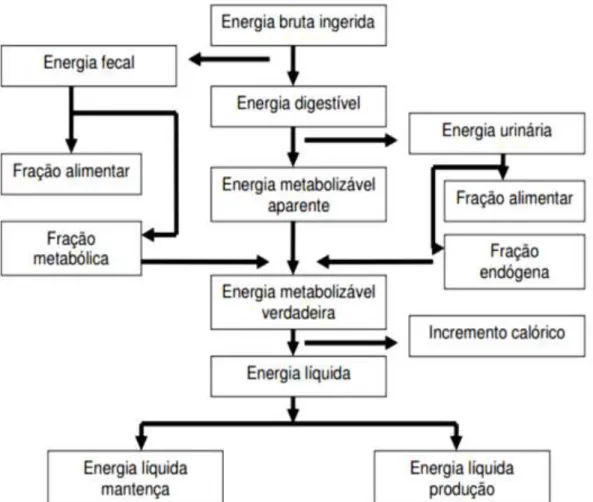 Figura  1.  Esquema  representativo  dos  sistemas  energéticos  (SAKOMURA  e  ROSTAGNO, 2007) 