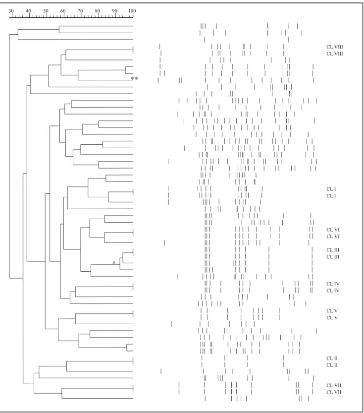 Figura 1. Dendrograma representando os diferentes padrões de RFLP encontrados em isolados de  M