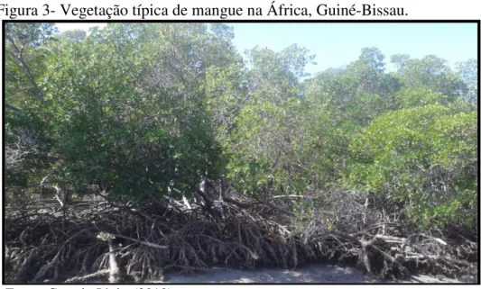 Figura 3- Vegetação típica de mangue na África, Guiné-Bissau. 