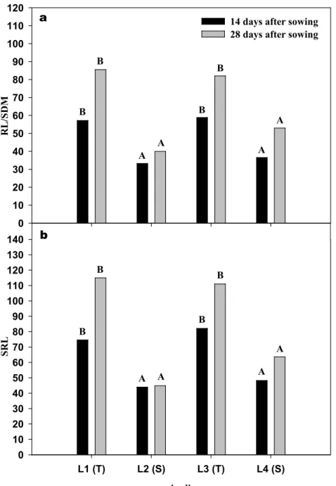 FIGURE 1. Total root length/shoot dry mass ratio (RL/SDM) (a) and specific root length (SRL, total root  length/root dry mass) (b), mean of genotypes at the three levels of Al saturation at 14 and 28 DAS