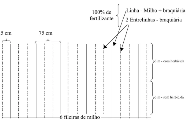 FIGURA 1. Esquema representativo de uma parcela com o consórcio milho + braquiária. Sete Lagoas, MG.