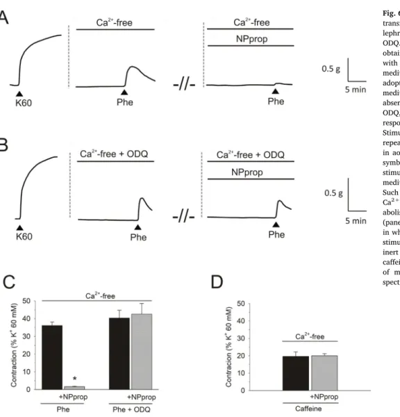 Fig. 6. The inhibitory eﬀects of NPprop on the transient contractions caused by  pheny-lephrine in Ca 2+ -free medium are reversed by ODQ