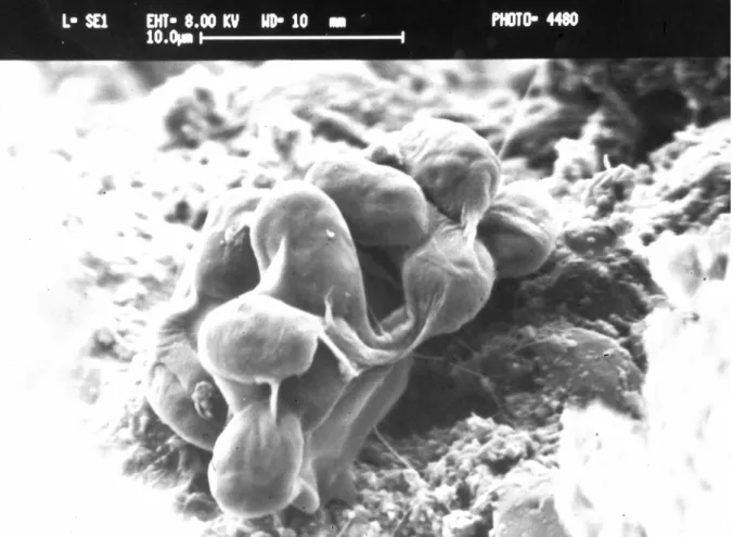 Fig. 2.6. SEM micrograph of a biofilm induced in vitro on sandstone. Gloeothece cells and sheath