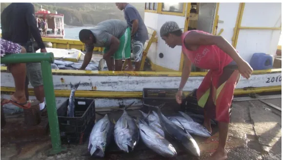 Figura 8 Espécies de peixes desembarcadas no Porto de Santo Antônio no Arquipélago de Fernando de  Noronha 