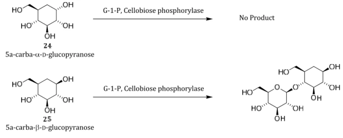 Figure 8. Carbasugars as stable chemical probes. 