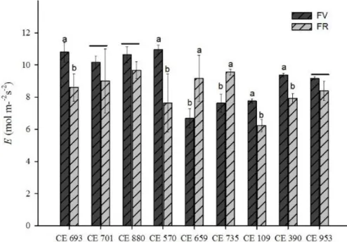 Gráfico 3. Transpiração na fase vegetativa (FV) e fase reprodutiva  (FR) em genótipos de feijão-caupi cultivados em regime de sequeiro.
