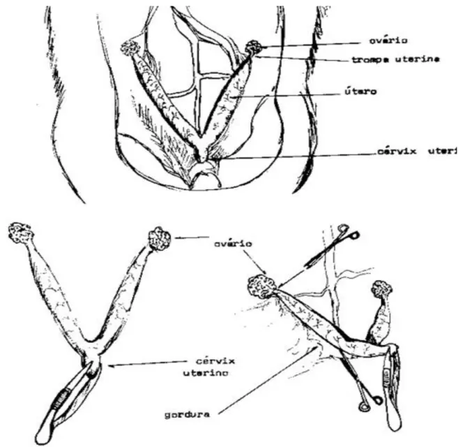 Figura 1  –  Desenho esquemático da anatomia do útero e ovários da rata (Rattus  norvegicus)