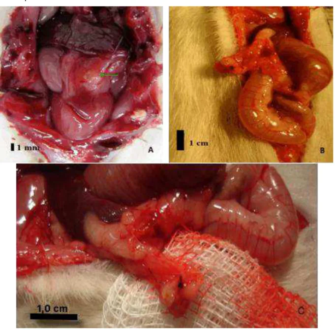 Figura 6  –  Cavidade abdominal de uma rata após laparotomia evidenciando-se (seta)  o reimplante de tecido ovariano no omento maior