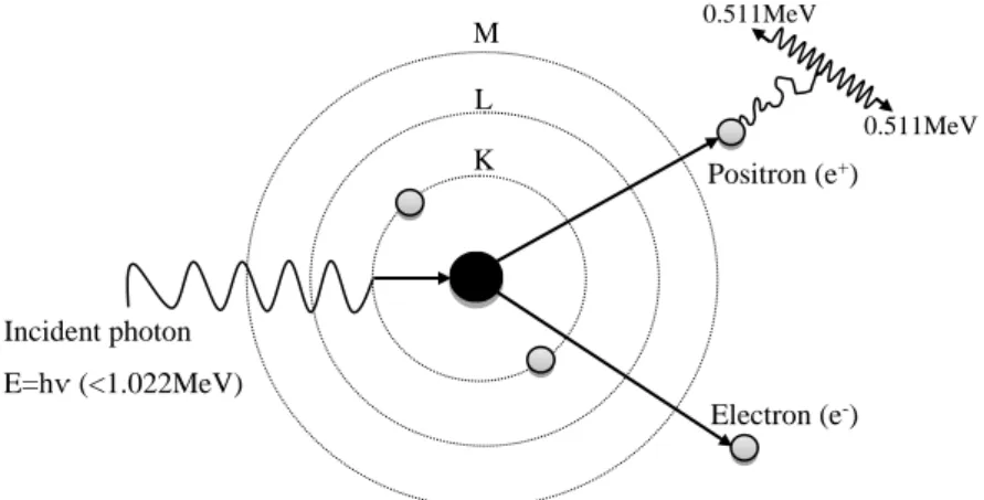 Figure 2.8. Representation of the pair production interaction with annihilation photons (Adapted from  Alpen, 1990) 