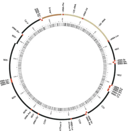 FIGURA  01:  Representação  do  DNA  mitocondrial  do  Salmo  salar  com  os  13  genes  codificantes  de  proteínas  da  cadeia  respiratória,  22  tRNAs,  2  rRNAs  e  a  região  controle