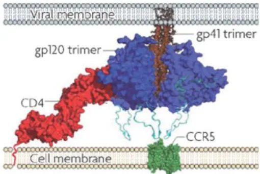 Figure 1.8 – Tridimensional representation of the interaction between CD4 and gp120.  