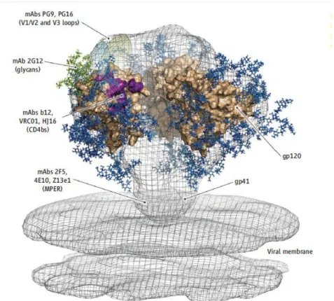 Figure 1.14 – Tridimensional model of gp120. Location of ENV neutralizing monoclonal antibodies  is depicted