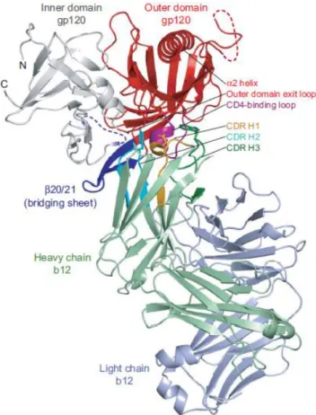 Figure 1.16 - Structure of b12 in complex with an HIV-1 gp120 core. 