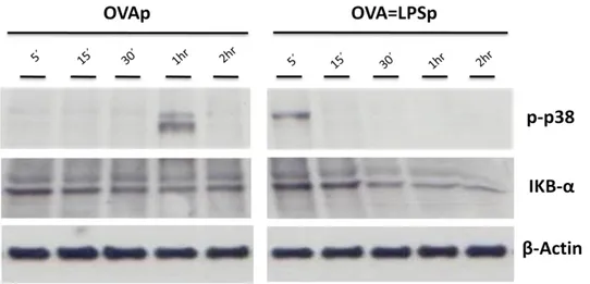 Fig. 44: Western blot for p-p38 and IKB-α upon model particles stimulation.  sDCs (1x10 5 ) from  C57BL/6  were  pulsed  with  1:10  (sDC:particles) ratio  with  OVAp  and  OVA=LPSp  for  15  min, and  chased  for  indicated  time  points  (5  min,  15  mi