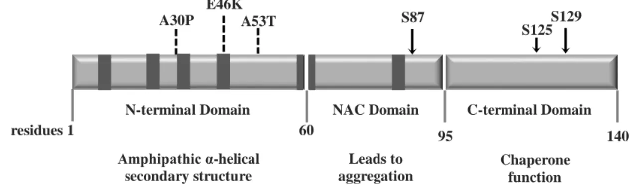 Figure 3. Human aSyn. Schematic representing the structure of human aSyn showing the three distinct domains (N- (N-terminal, NAC and C-terminal) and their corresponding functions