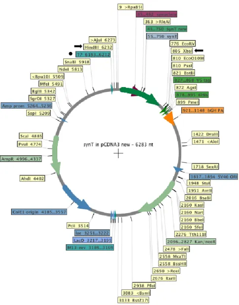 Figure 9. SynT plasmid map. Black arrows indicate the two chosen enzyme for the enzyme digestion; The black dot  indicates the primer used for DNA sequencing