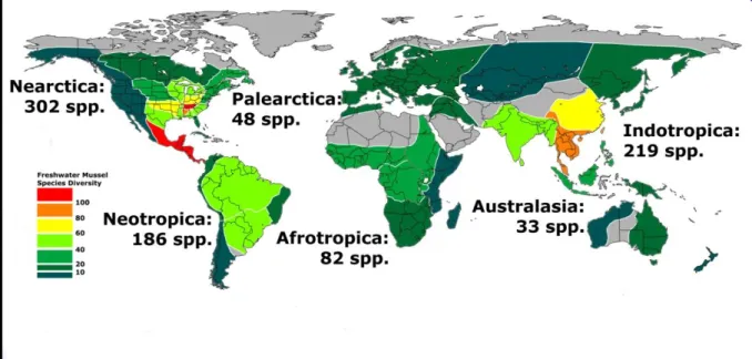 Figure 1.2. World diversity of freshwater mussels (Bivalvia: Unionoida) (adapted  from Graf &amp; Cummings 2007, 2009)