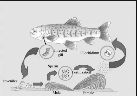 Figure 1.4. Basic life-cycle of a unionoid mussel (adapted from Reis 2006). 