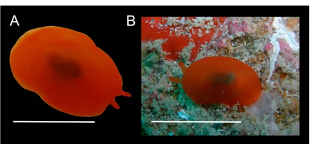 Figura 17. Morfologia externa de Berthellina sp. A, vista dorsal (MZSP 97042). B, vista dorsal do  espécime em ambiente natural (GEEFAA 335)