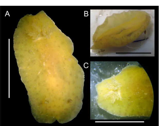 Figura 29. Morfologia externa de Taringa sp.1. A, vista dorsal (MZSP 97071). B, vista ventral (MZSP  97071)