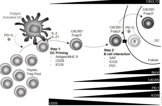 Figure 1: Tfr cell differentiation signals and pathway.  