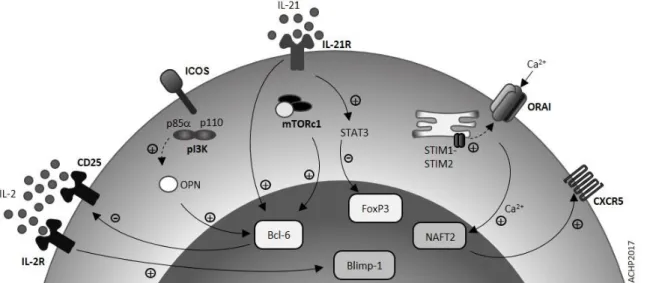 Figure 2: Signalling and transcriptomics of Tfr cells.  