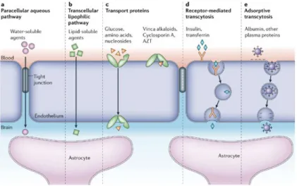 Figure 2.3: Five transport routes through BBB. Extracted from [2].